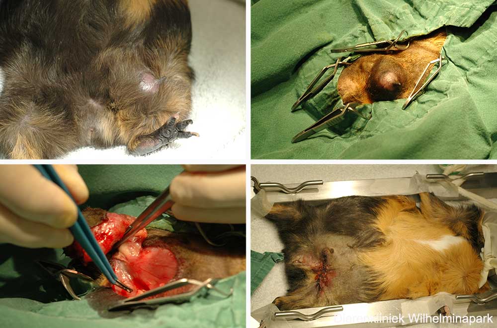 Er is een melkkliertumor bij een vrouwelijke cavia